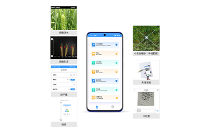 百色市小麦表型检测仪IN-XM04