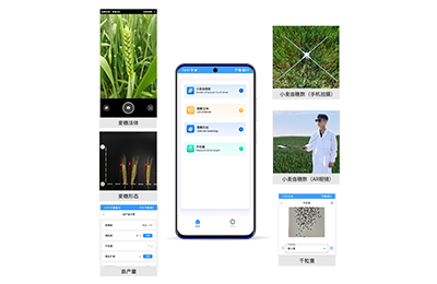 百色市小麦亩穗数分析仪IN-XM02