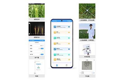 百色市小麦表型测量仪IN-XM05